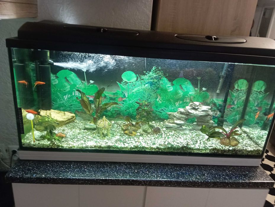 Z przyczyn losowych jedyne 700zł oddam 240l akwarium pełny osprzęt