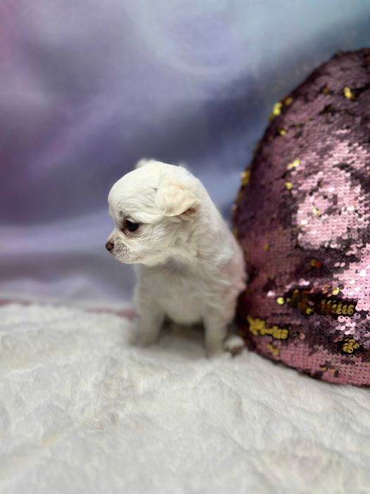 CZAKRA Suczka długowłosa Chihuahua biała szczeniak