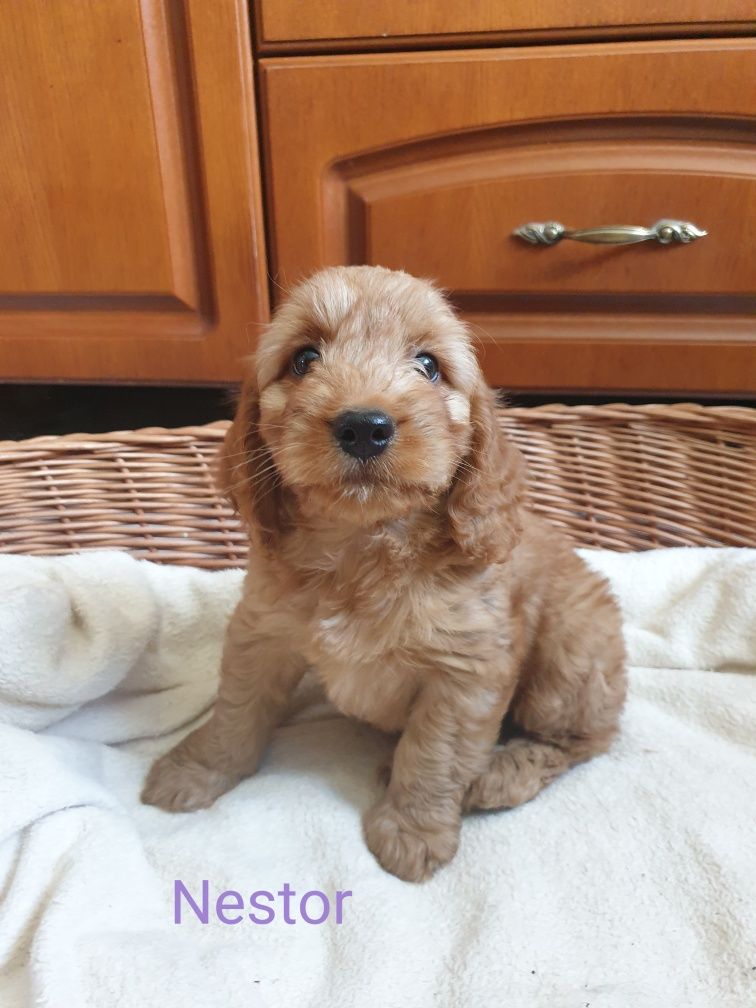 Cockapoo. Hybryda. Cocker spaniel Angielski/ Pudel miniaturowy
