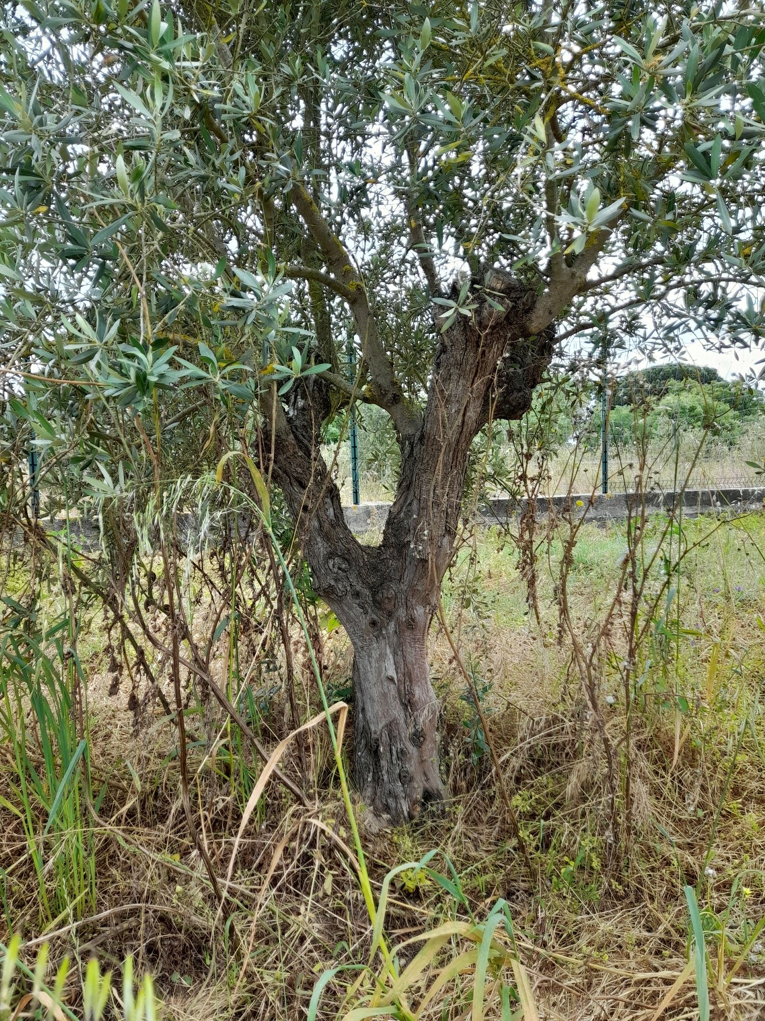 Oliveiras de jardim