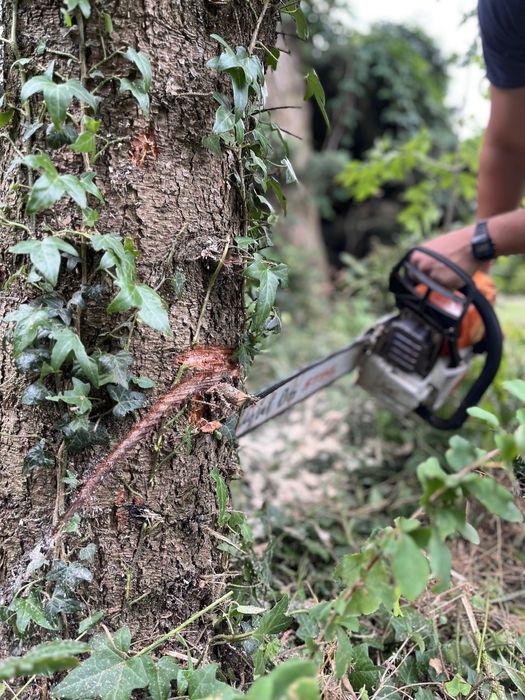 Wycinka drzew, formiwanie zywopłotów, oczyszcanie działek