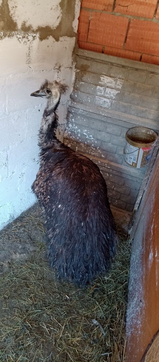 Wesoły struś emu