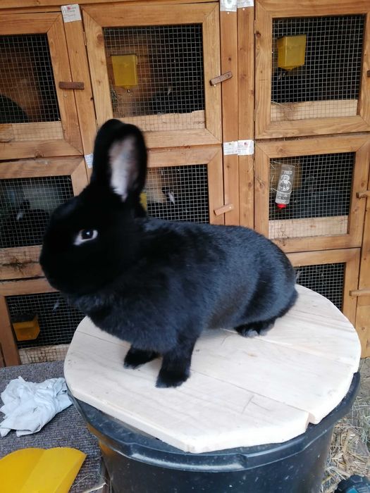 Króliki Wiedeńskie czarne niebieskie