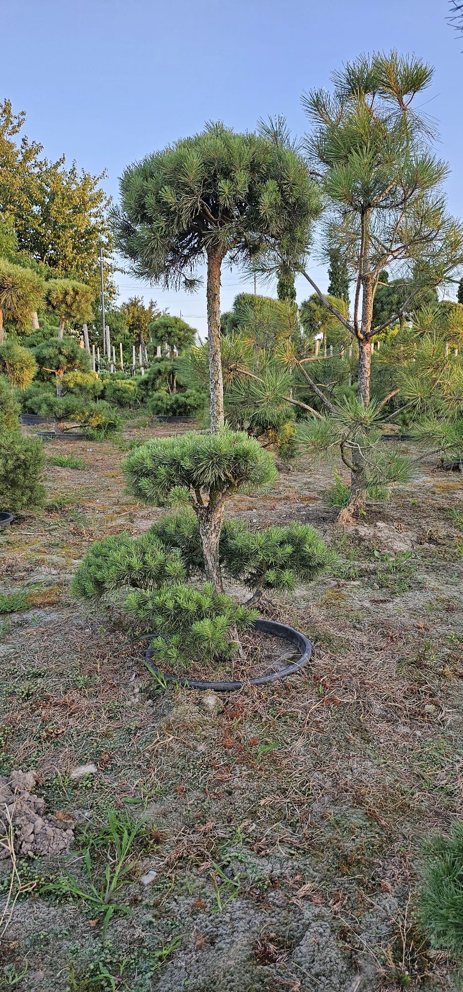 Bonsai rośliny formowane