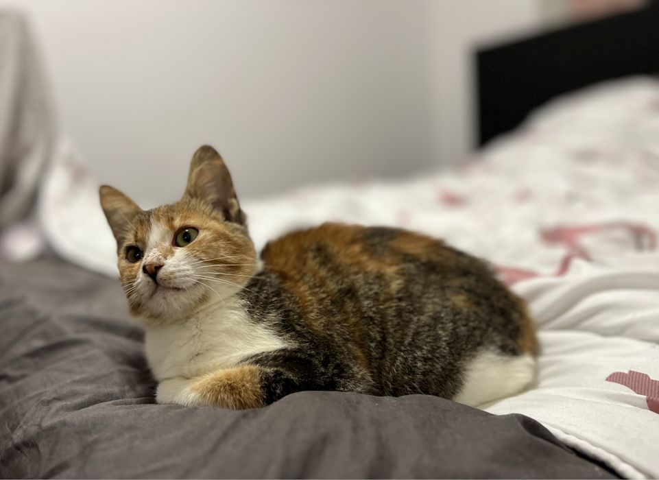 Bambi - mały tulasek szuka swojego człowieka.