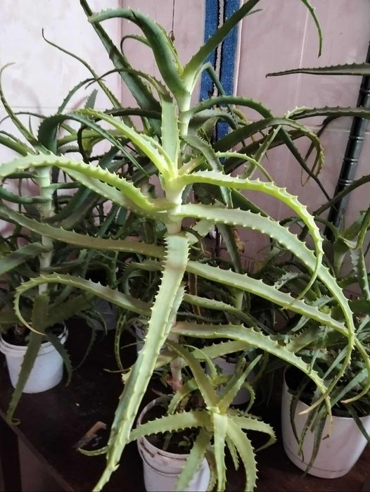 Алое лікувальний