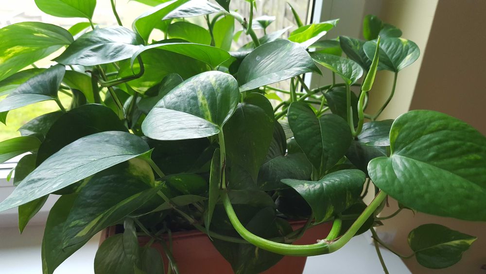 pnący kwiat doniczkowy - okaz  3 letni- epipremnum złociste