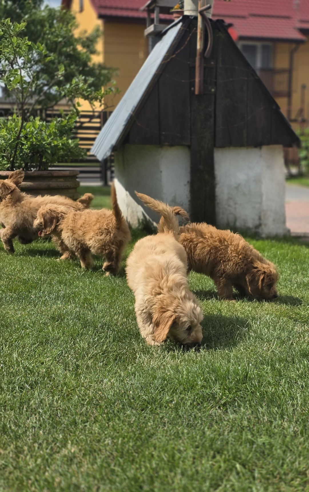 Goldendoodle piesek f1