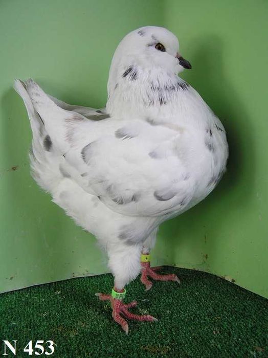 King, Kingi, Gołębie, samica