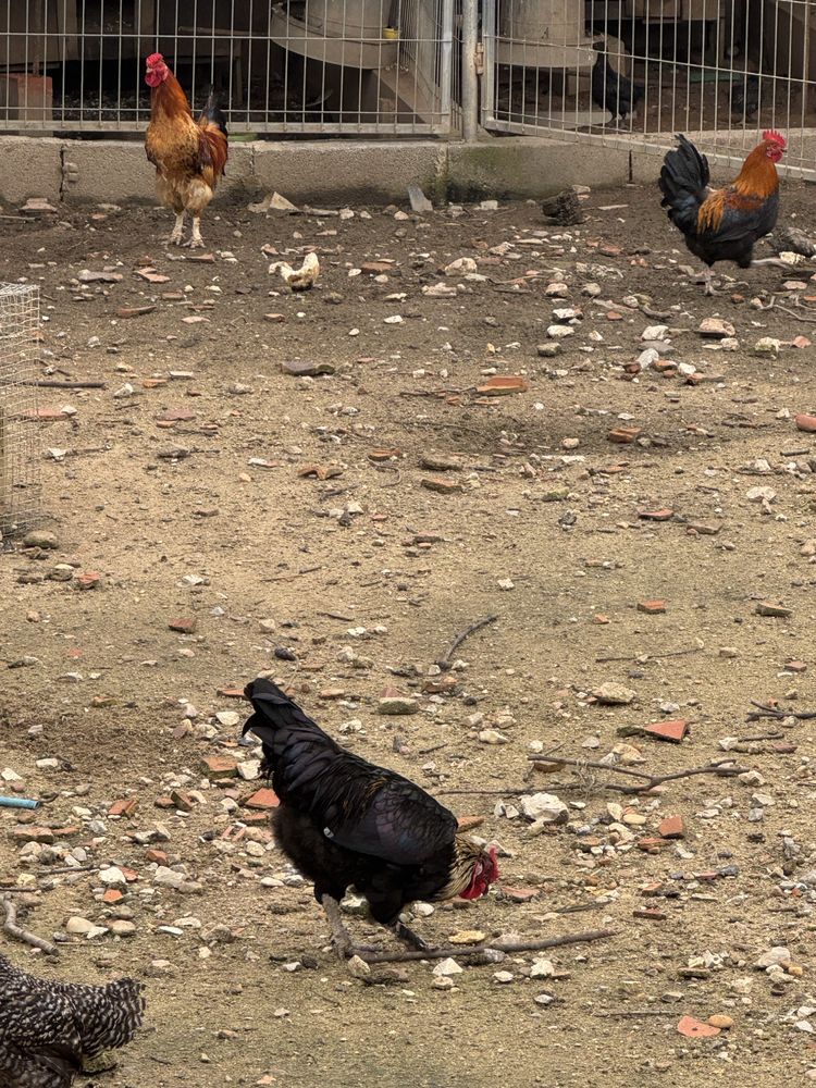 Galos e galinhas de varias cores