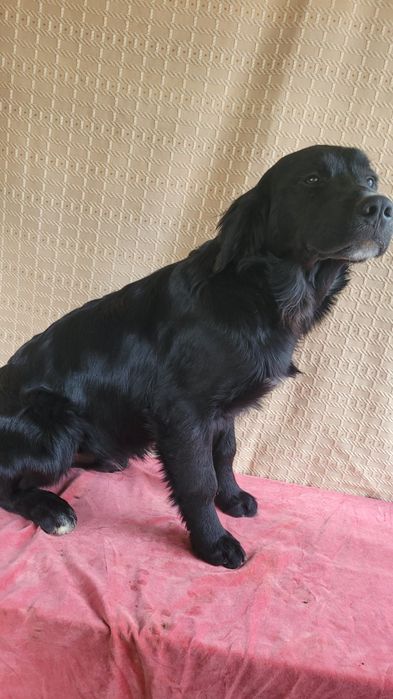 Черные голден ретриверы