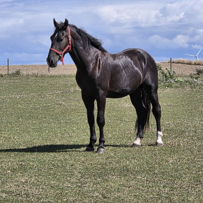 Kary ogier śląski urodziwy