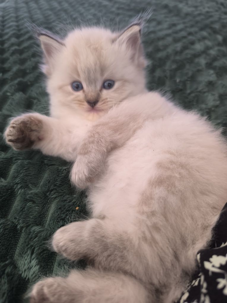 Ragdoll Kotka Seal Colorpoint Rodowód FPL,wielu utytułowanych pr