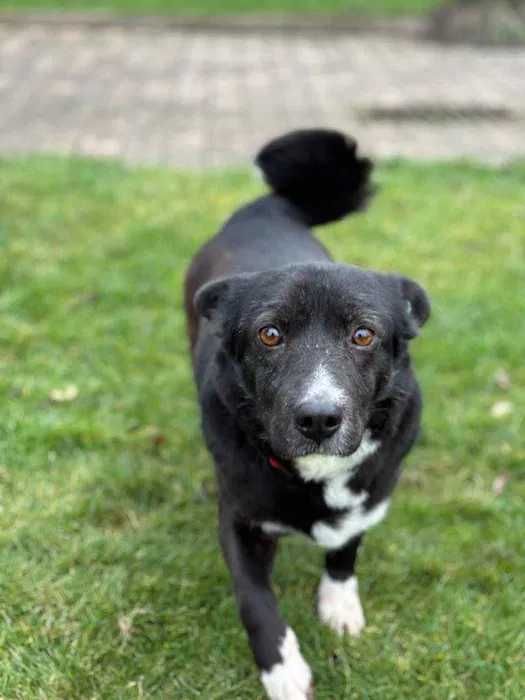Przyjaciel na emeryturę Sunia Małgosia do adopcji