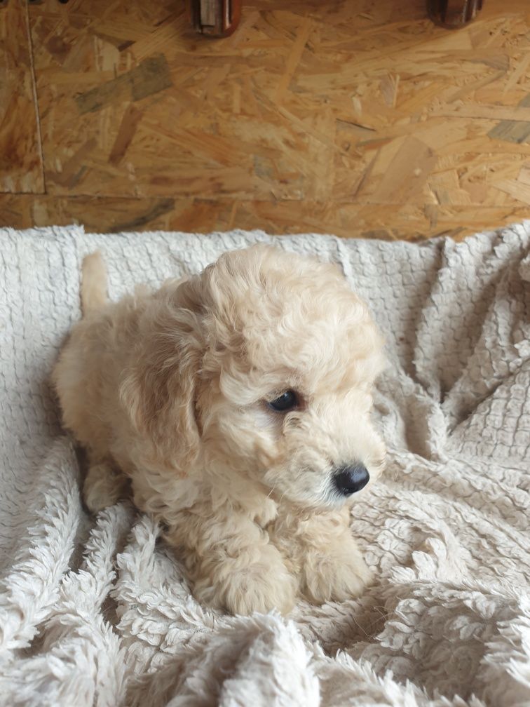 Bichpoo. Poochon. Chłopczyk Prince