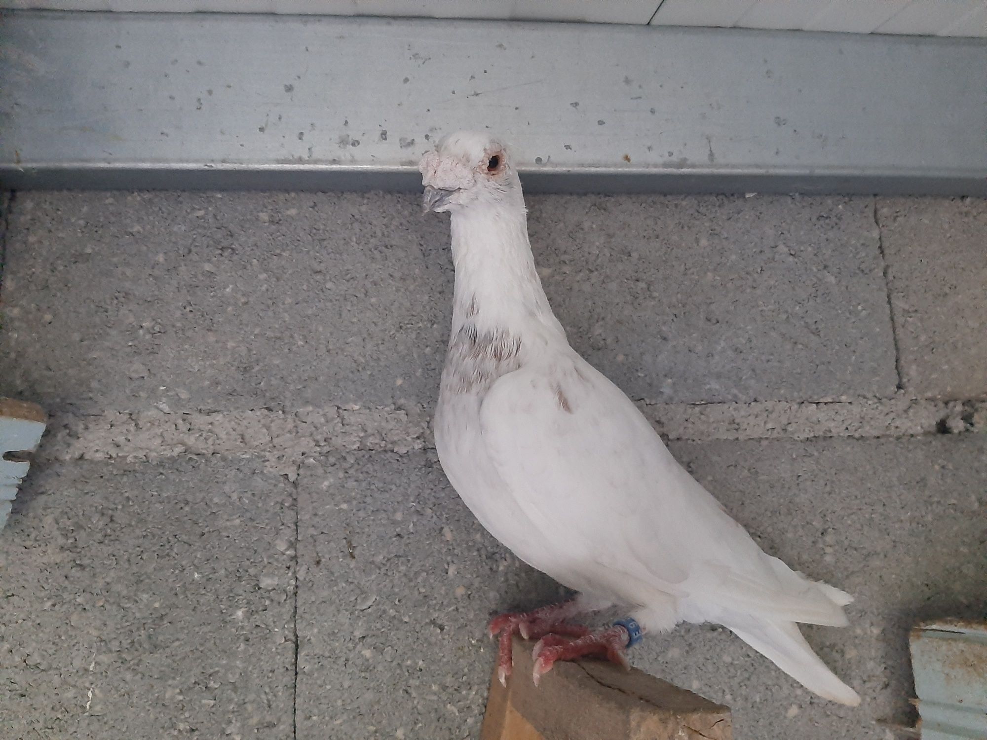 Pombos linha antiga