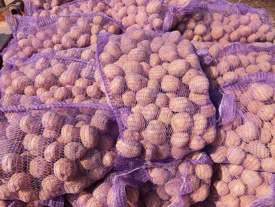 Продам картоплю продовольчу Корінна , коломбо