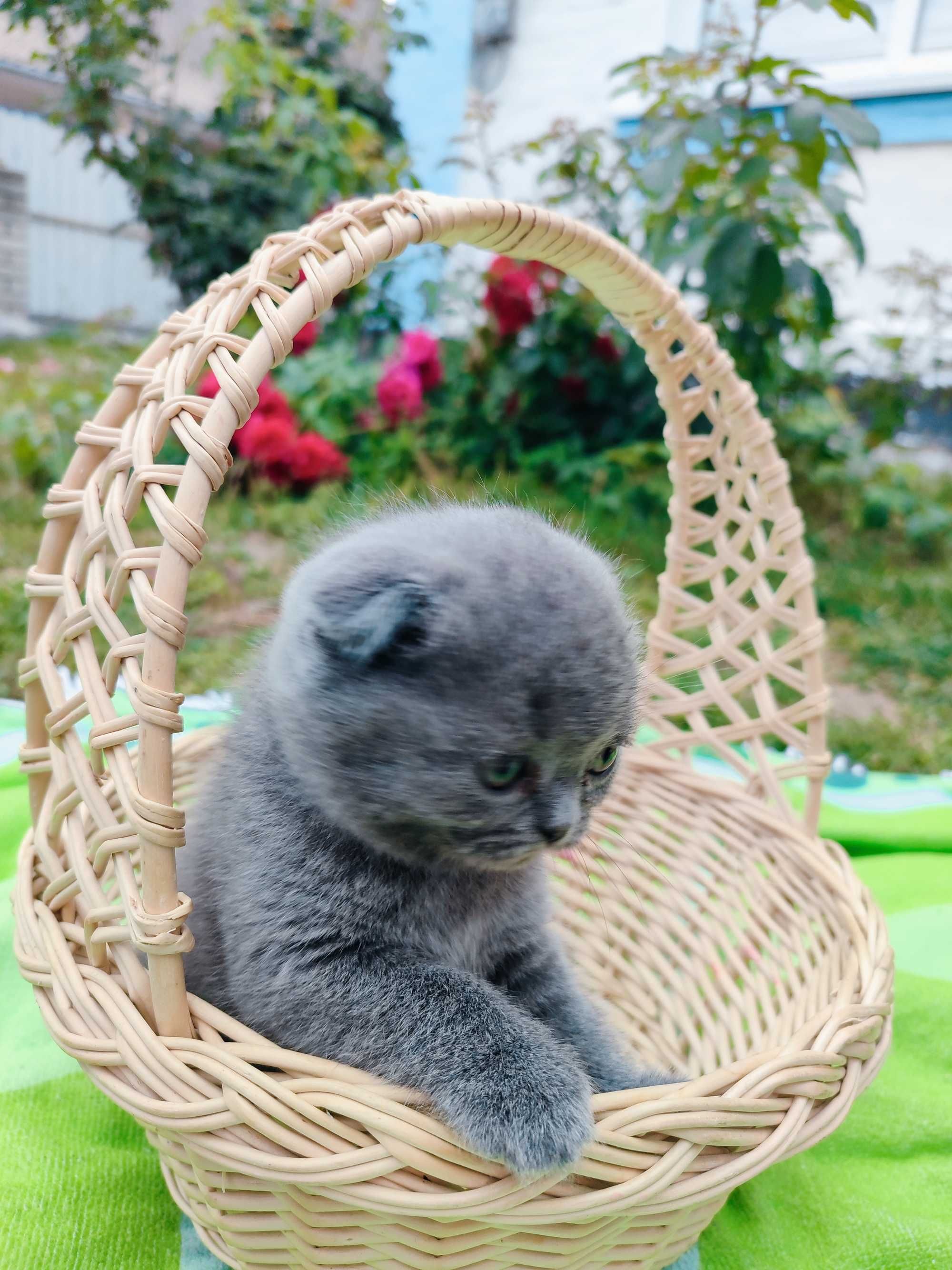 Продаються кошенята