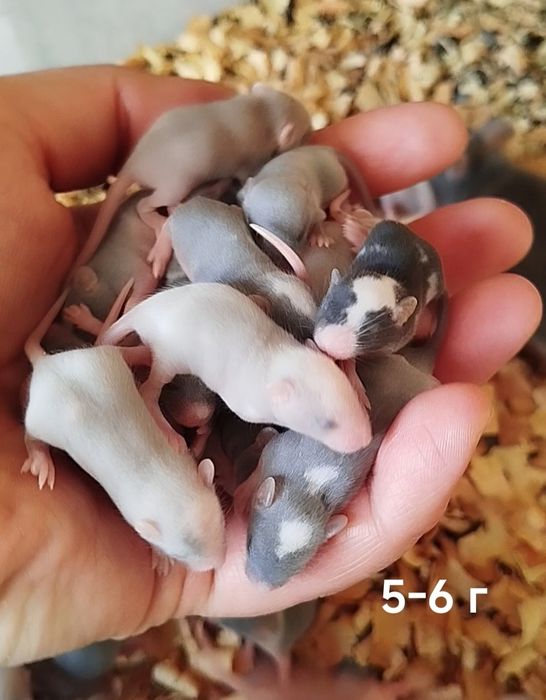Кормовые мыши. Мыши на корм. Заморозка. Крысы