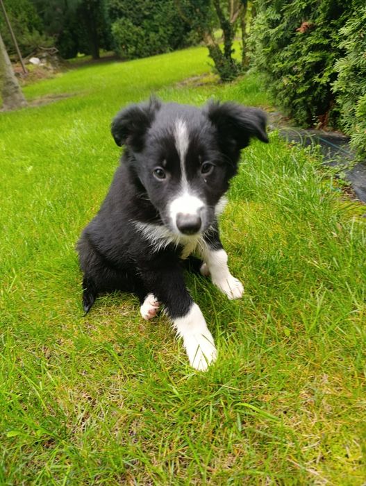 Piesek Border Collie