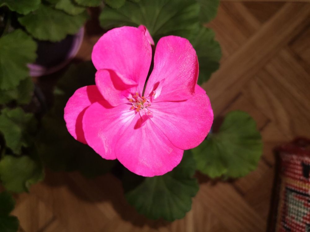 Пеларгония герань розовая цветущая