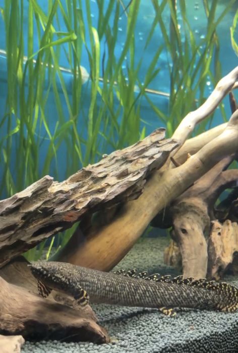 Поліптерус Оргатіпініс / Polypterus ornatipinnis