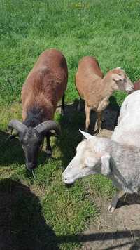 Sprzedam Owce kameruńskie LIKWIDACJA STADA