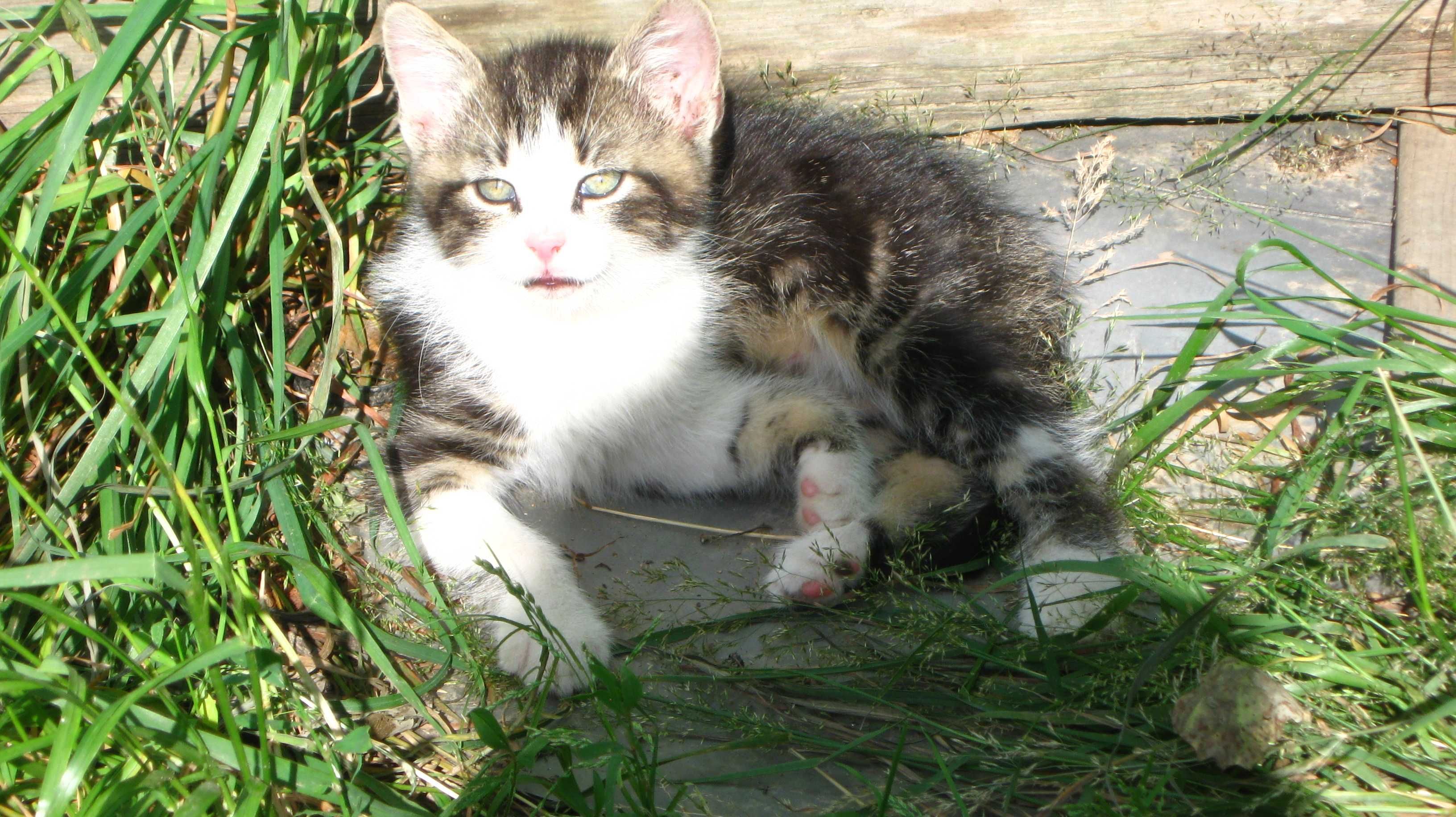 Oddam kotkę i kocura do adopcji