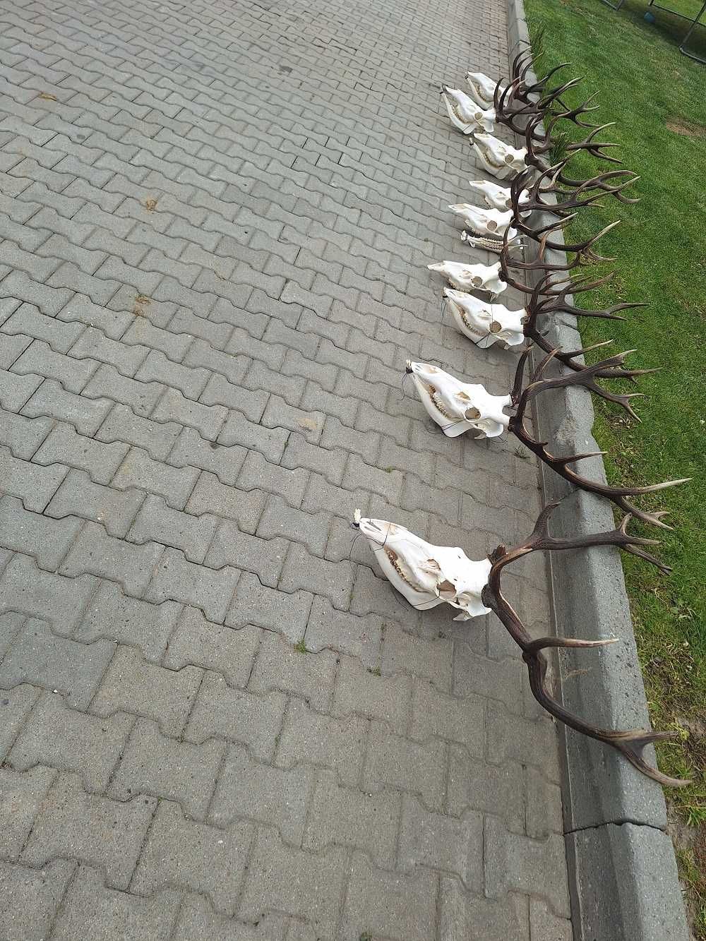 poroże jelenia, wieniec