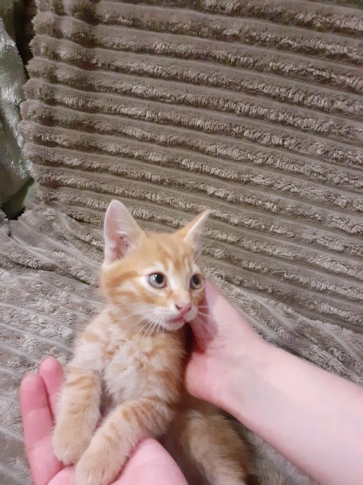 Кошенята у добрі руки