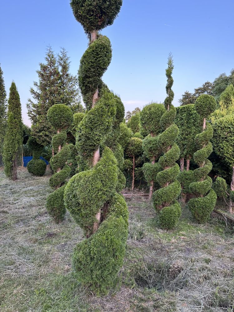 Tuja szmaragd formowana  BONSAI świder 300cm