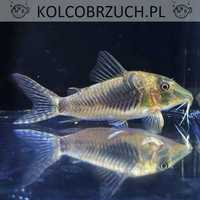 Kirysek zielony - Corydoras septentrionalis - Kirys - dowóz, wysyłka