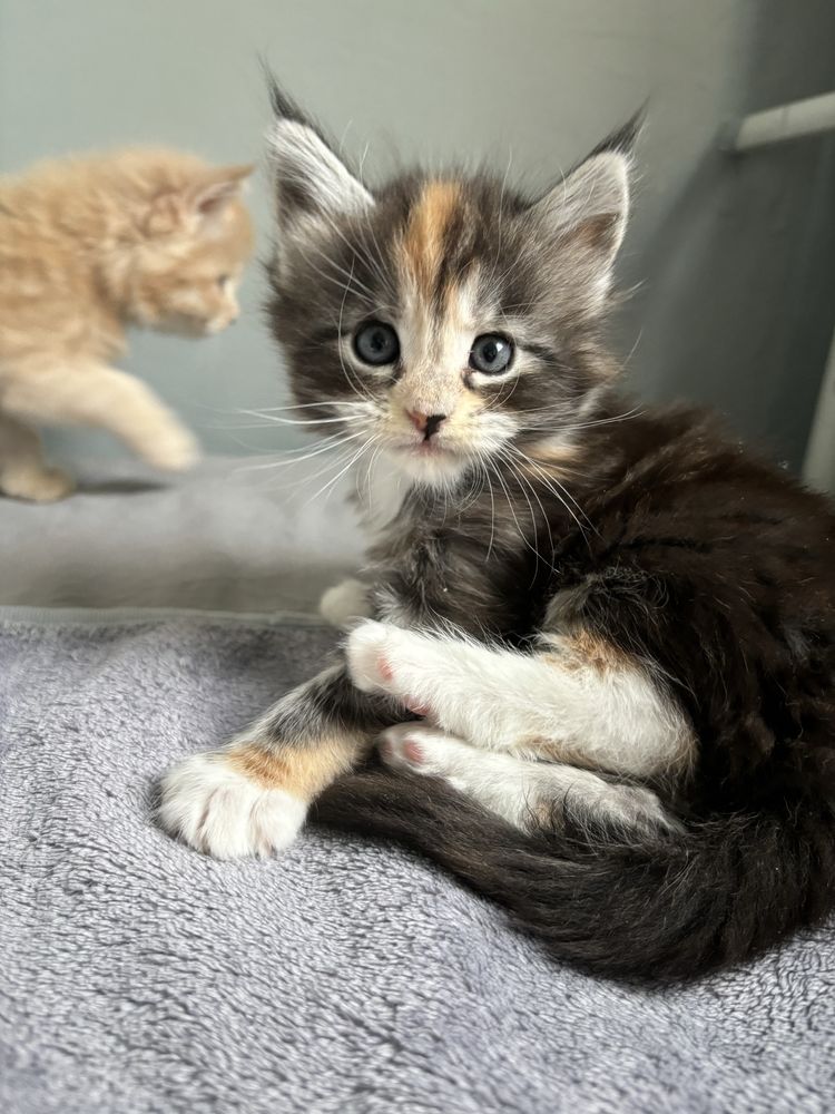 Szylkretka kotka Maine Coon