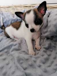 Chłopiec Chihuahua krótkowłosy