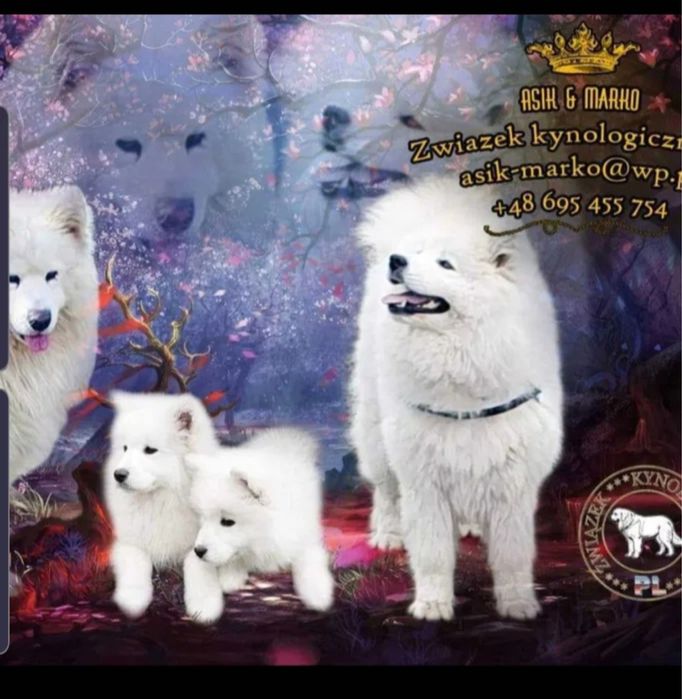 Samoyed Samojed ostatnia suczka