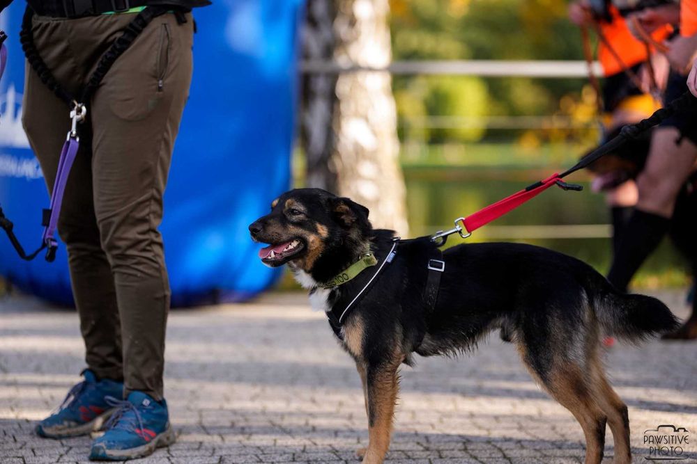 Ringo słodki i nieśmiały kundelek do adopcji