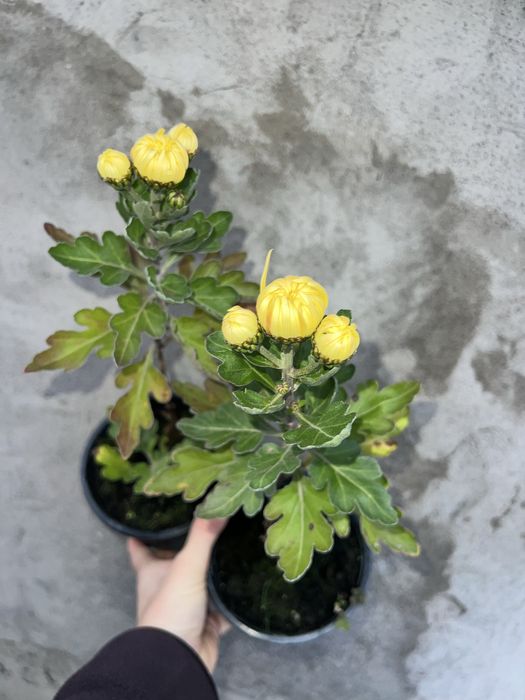 Хризантема горшкова великоквіткова