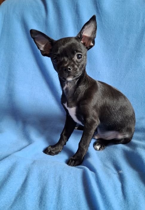 Śliczny piesek Chihuahua