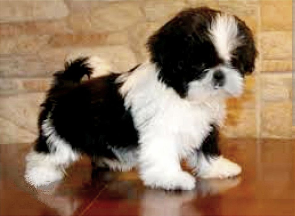 Шитцу девочка 8 мес подросток