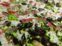 Krewetki Red Cherry