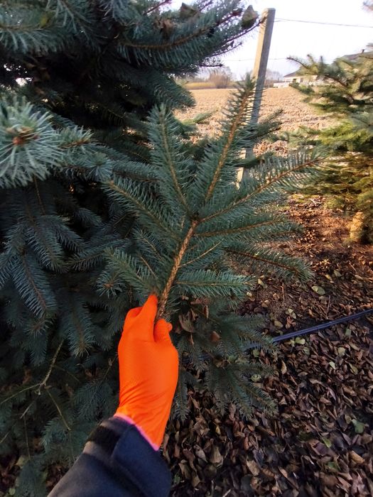 Gałęzie świerkowe świerk srebrny stroisz srebrne gałęzie stroiki 1kg