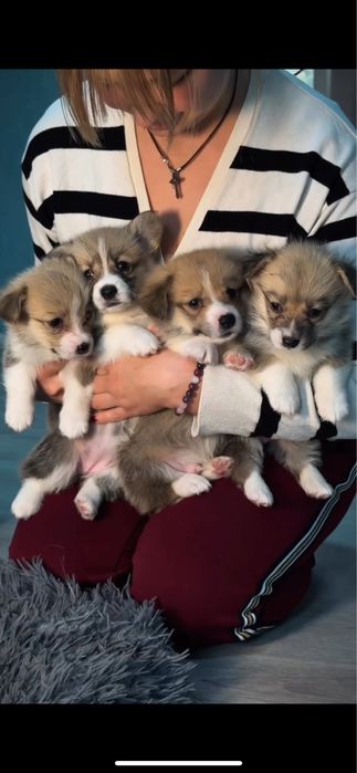 Вельш Корги Пемброк