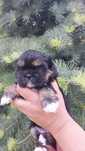 Shih-tzu czarna dziewczynka