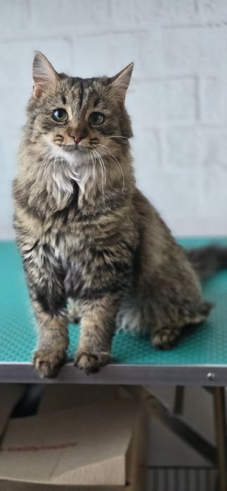 Молода кішка шукає дім