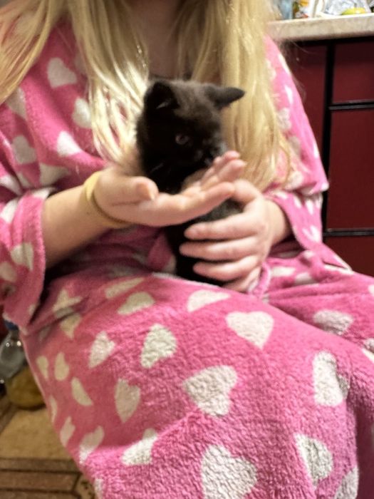 Котенок мальчик британец метис