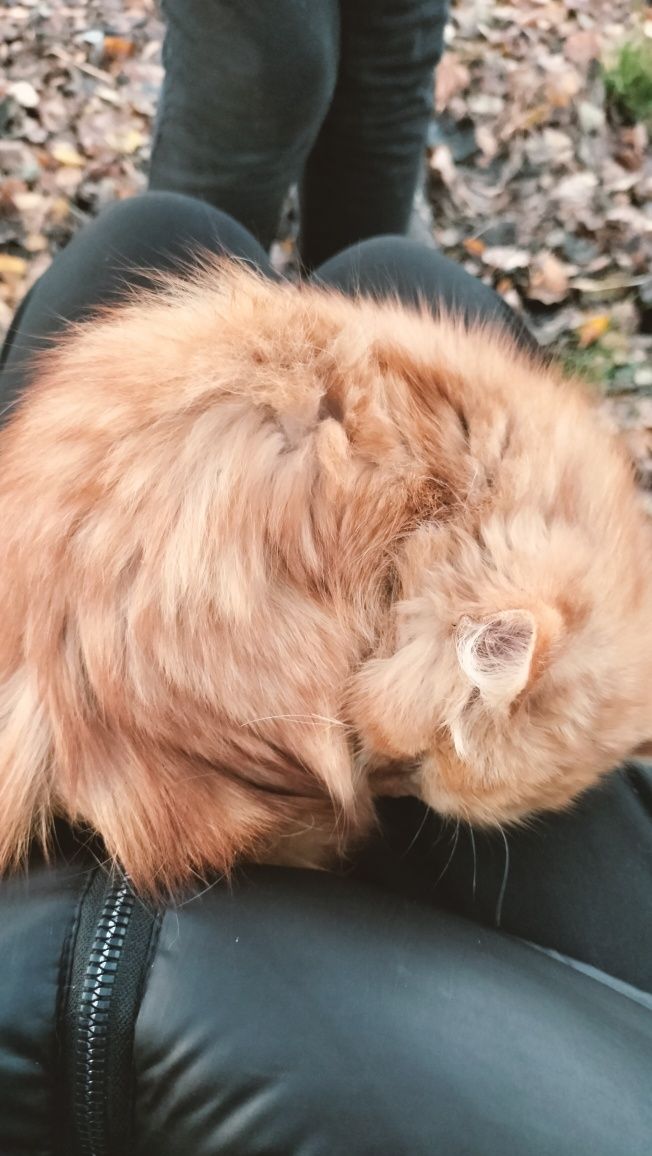 Віддамо котика в добрі руки хлопчик місто Суми село бездрик