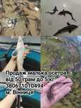 Мальок, риба, зарибок, гібрид осетра, карпи кої