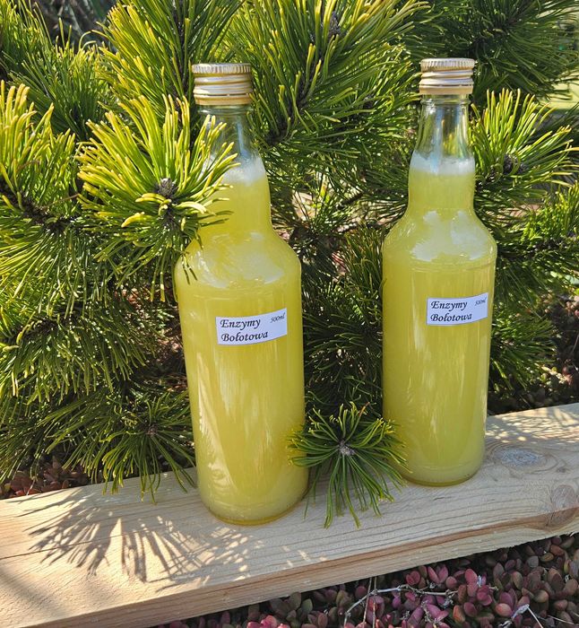 Kwas 500ml Enzymy Bołotowa na koziej serwatce