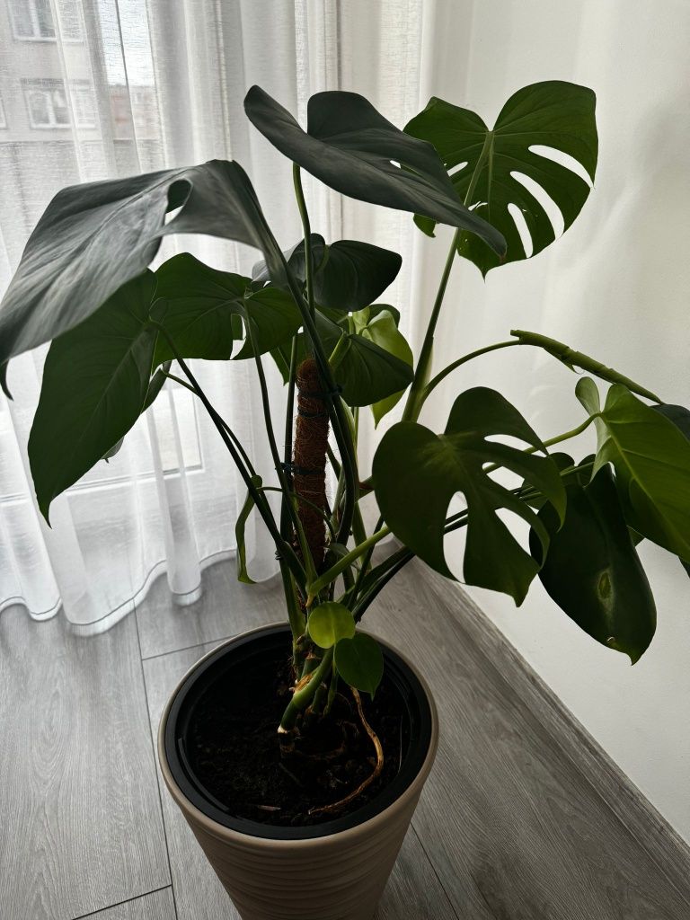 Monstera kwiat duży