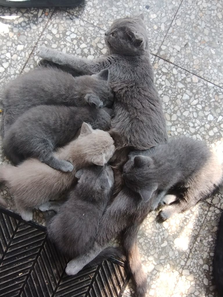 Продам кошенят британська короткошерстга